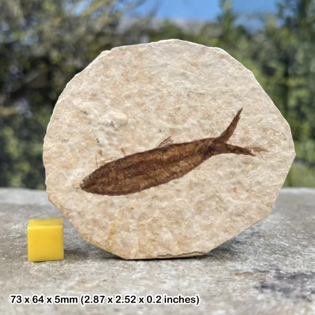 Fossil fish - eocene period, usa