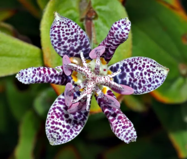 Tricyrtis Hirta * Lirio de sapo peludo japonés * Impresionante orquídea *...