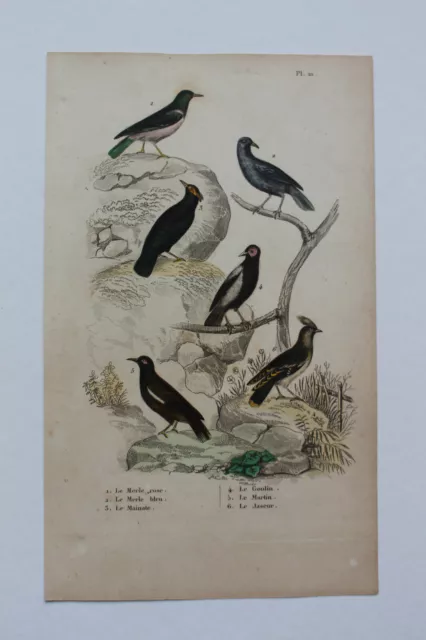 Gravure OISEAUX milieu XIXè - BUFFON - Merle, mainate, jaseur...
