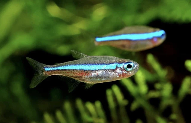 Green Neon Tetra Pack of 3