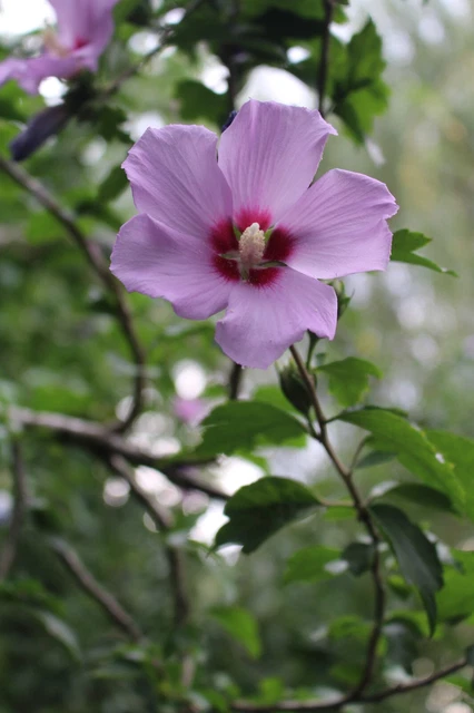 20 Purple Rose of Sharon Hibiscus Flowering Shrub Seeds Hardy to 10 above