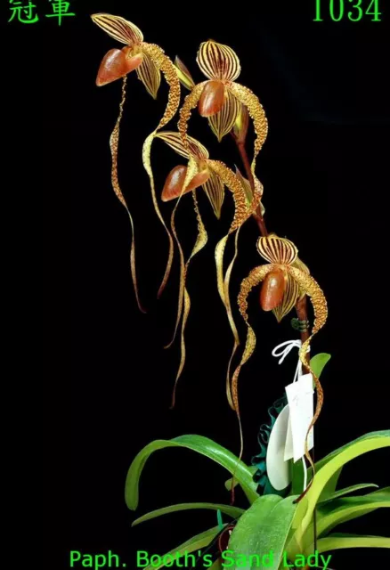 QOB Orchid Multiflorous Paphiopedilum Booth's Sand Lady x roth POT100mm LS150mm