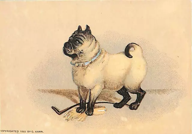 1880s-90s Cute Pug Victorian Trade Card P200