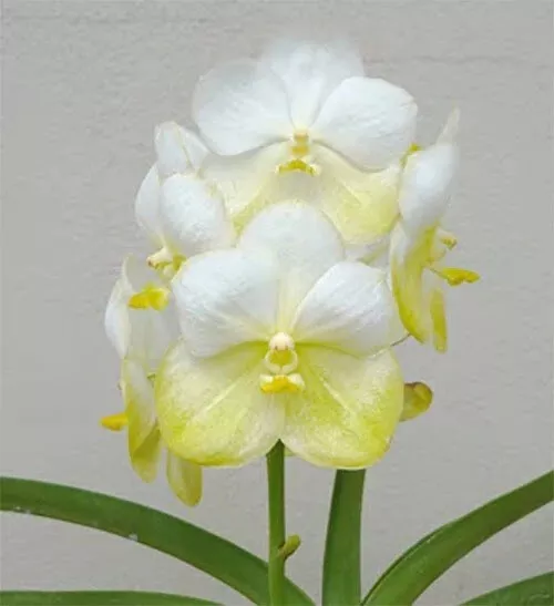 Orchid Orchidee Vanda Nopporn Gold Semi Alba  (no.63)