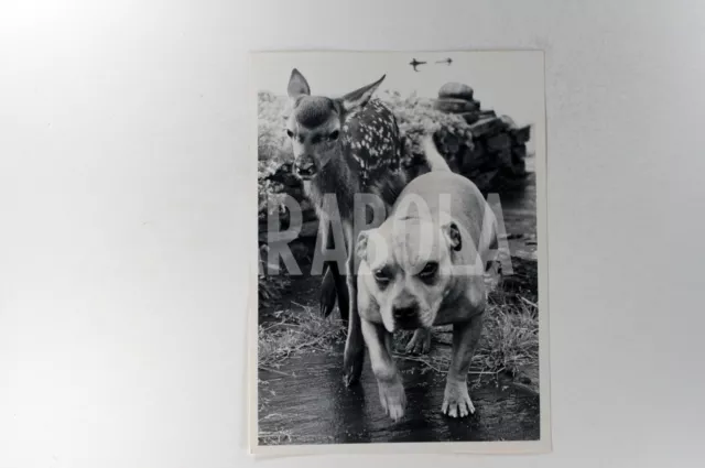 Foto vintage de archivio Es Amor Entre El Cervatillo Ed El Perro, impresión 2