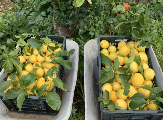 LIMONI Di Sicilia Bio  Zagara Bianca 🍋10-11 kg circa NON TRATTATI. Prod.propria