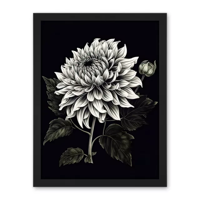 White on Black Dahlia Flower Bloom Illustration Framed Wall Art Print 18X24