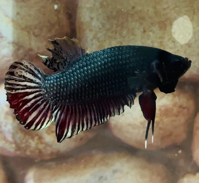 live fish betta Male  fighter  high genetics USA ( picture real💯)