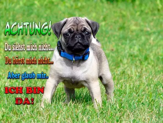 Mops  Aluschild  Türschild Warnschild Funschild Geschenk Spruch Dog Pug