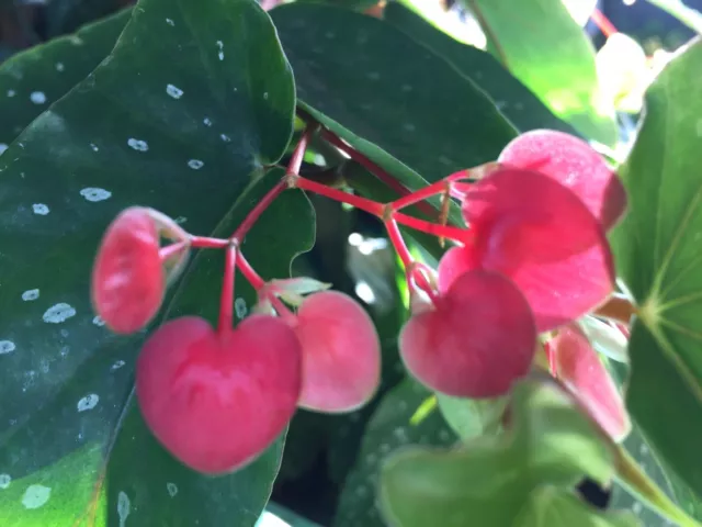 Begonia Angel Wings Cane Begonia Spotty Polka Dot Leaves Coral Flowers 2