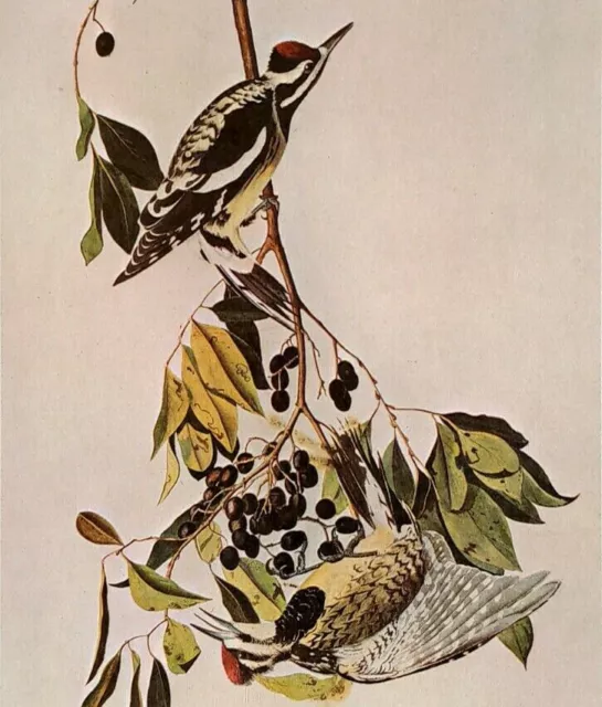 John James Audubon Birds YELLOW BELLIED SAPSUCKER Art Book Plate Print 395