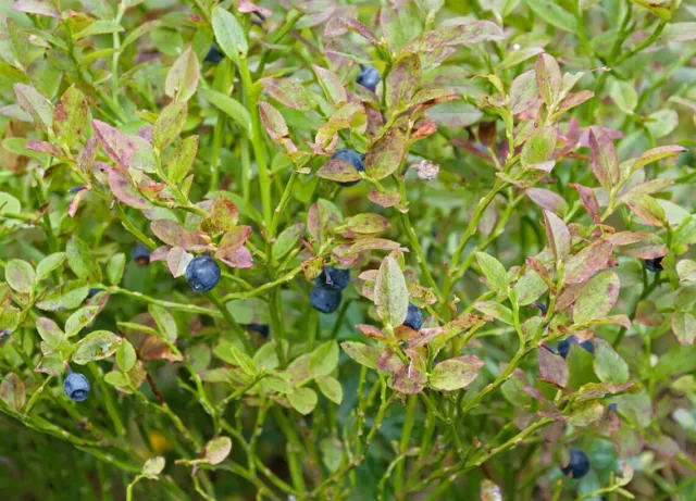 7 Graines de myrtille, Vaccinium myrtillus