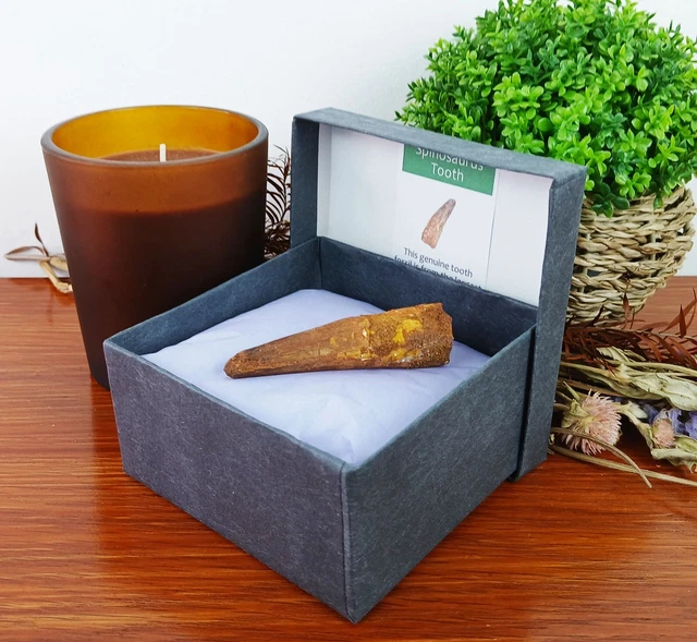 3 X Dinosaur Bone Fossils 100% Genuine 20-25mm In Presentation Box - Foto 4