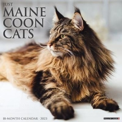JUST MAINE COON Cats 2023 Wall Calendar by Willow Creek Press