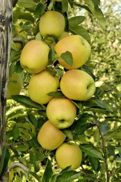3 X GENUINE SEEDS Dwarf English Apple Tree Seeds Golden Delicious Organic Bio