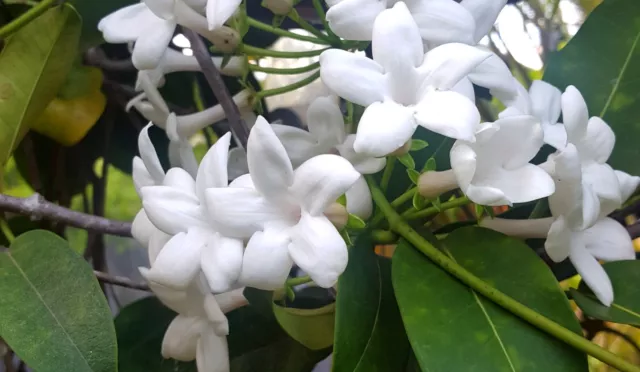 Stephanotis floribunda /Madagascar Jasmine /Jasmin de Madagascar-RARE - 6 seeds