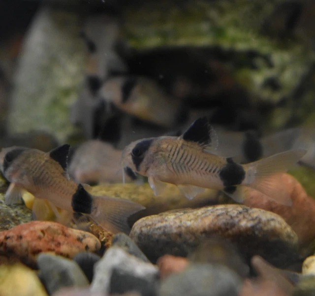 Live 1" Panda Corydora Catfish (Pack of 3 Aquarium Fish) PLS READ DESCR 4