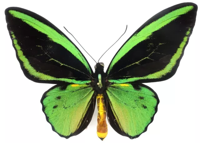 Ornithoptera Priamus Poseidon Form Transiens From Timika, Irian Jaya