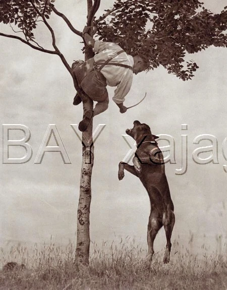 DOG Rottweiler, Schutzhund Bite Work, Quality Vintage 1941 Print