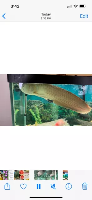 XL Silver Arowana 21” Live Freshwater Tropical Aquarium Fish 