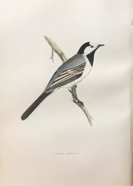 F. O. MORRIS - 3rd EDITION - c. 1891  - WHITE WAGTAIL - 89 - HANDCOLORED