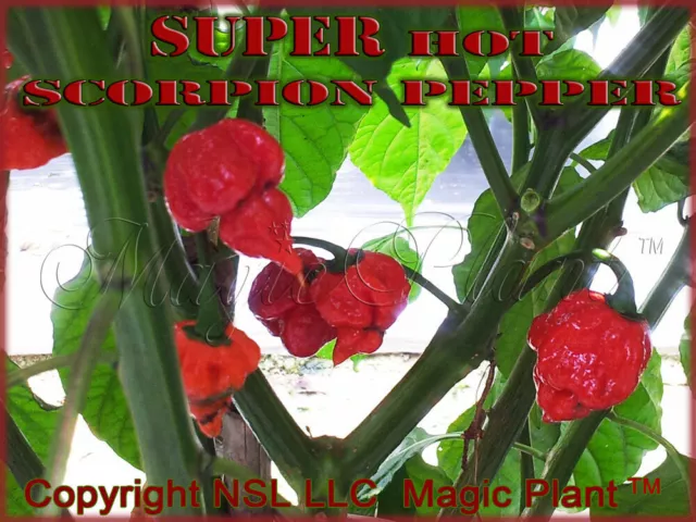 Trinidad Scorpion Chili Peppers Dry Whole Pods SUPPER HOT High Quality (6 sizes)