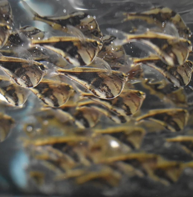 Live Marble Hatchet Fish (Pack of 6 Freshwater Aquarium Fish) *PLS READ DESCR* 3