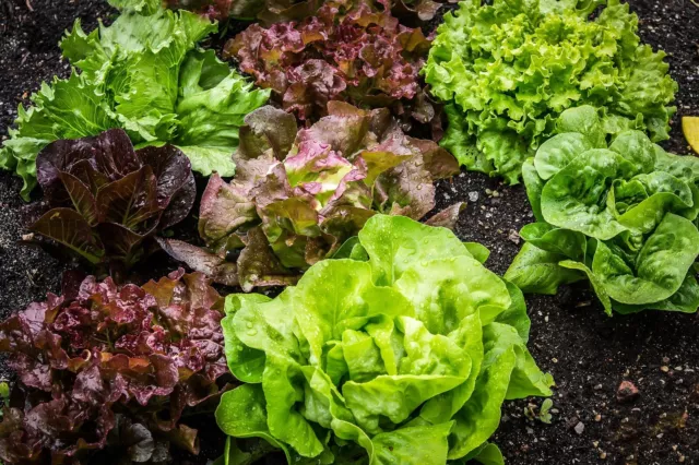 Lettuce Seeds - Salad Mixed Leaves - Easy ‘Cut And Come Again’ fresh Salad
