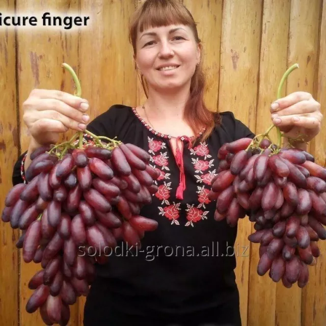 veredelte Weinrebe  " Manikür Finger "