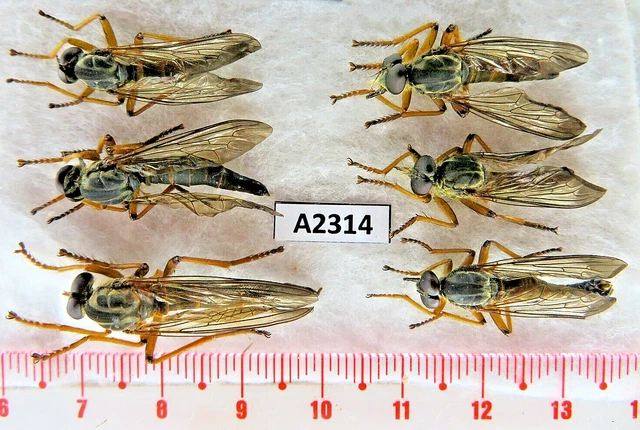 A2314. Unmounted butterflies: Asilidae sp. Vietnam. Yen Bai