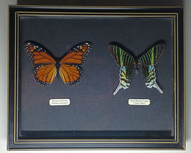 Framed Butterflies (Danaus plexippus, Urania leilus) 