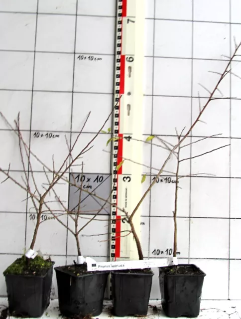 Prunus spinosa   - heimische Schlehe, Schwarzdorn  -Pflanze-