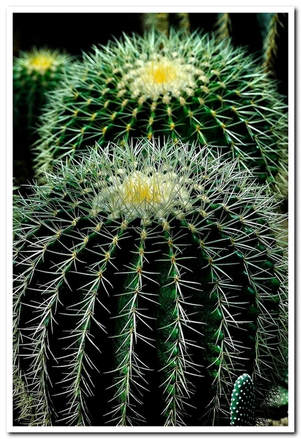 cactus plant circles nature Postcard