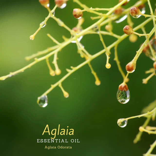 RARE AGLAIA CO2 Essential Oil (Aglaia Odorata). 100 Pure, organic and