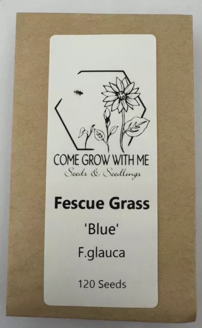 BLUE FESCUE SEEDS 120 Seeds Ornamental Grass