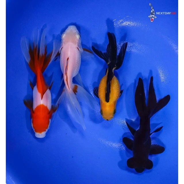 Lot of (4) 3 to 4.5" HANDPICKED GOLDFISH Imported live goldfish for pond NDK