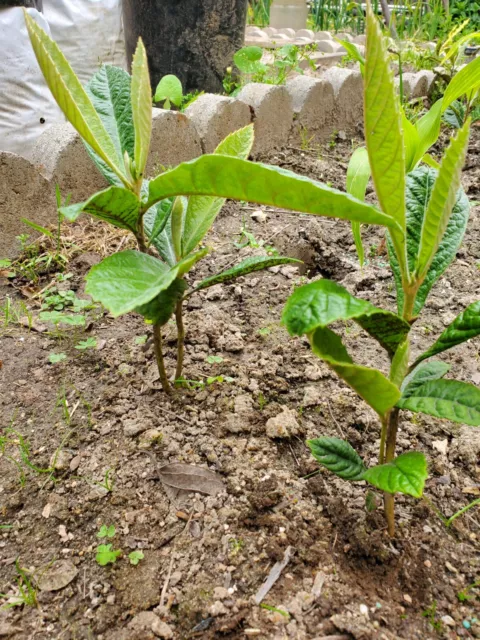 2 Loquat Plants, Over One Year Old, About 6” tall. FREE SHIPPING