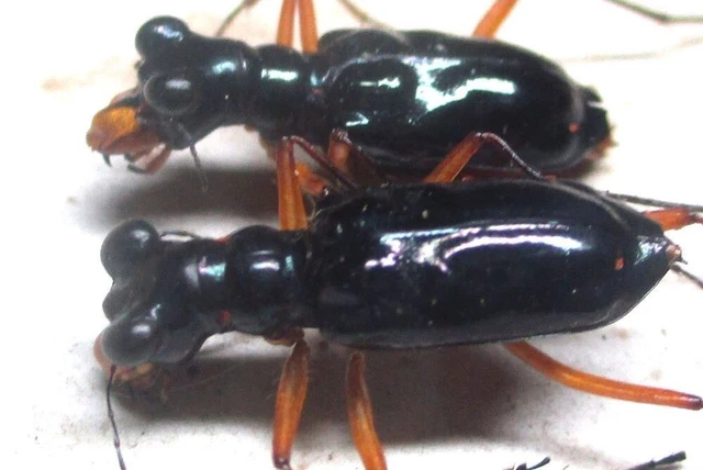 L003 SA : Cicindelidae: Therates coracinus coracinus 2pcs. 16mm/17mm A-/A1