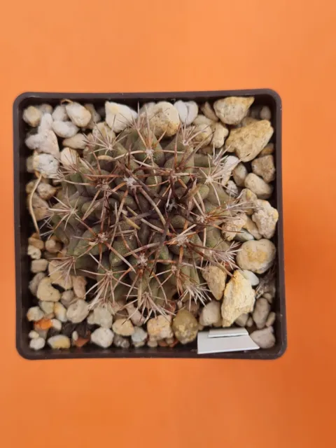 Neoporteria taltalensis 169.014  - cactus live plant own roots indoor exotic