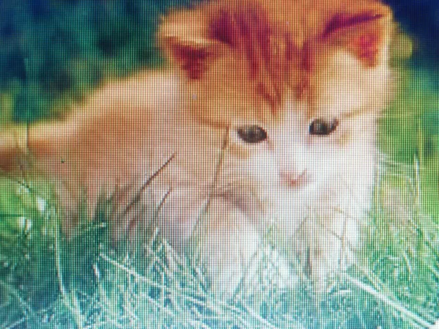 5000 Graines Herbe à chat Tendre à Semer ( idéal pour les chatons)