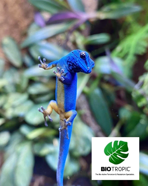 GIANT DAIRY COW Woodlice ‘Porcellio Laevis’ Bioactive Isopods (X20