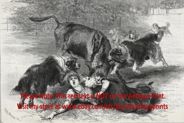 Dog Newfoundlands Save Woman from Killer Donkey, Large 1890s Antique Print