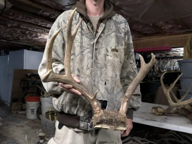 Funky Mule Deer Rack Skull Shed Huge Antlers Horns Elk Moose Rack