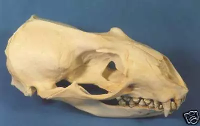 Hooker's  Sea Lion  Skull   Replica