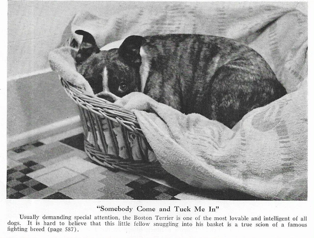 Boston Terrier - CUSTOM MATTED - 1943 Dog Art "Photo Print" B/W Boston Terrier - CUSTOM MATTED - 1943 Dog Art "Photo Print" B/W