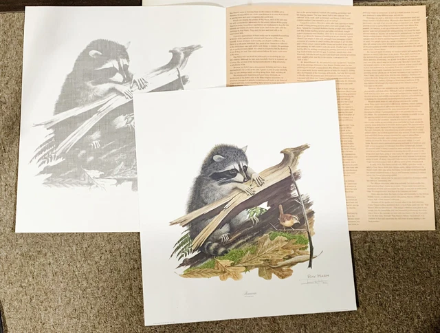 1976 Ray Harm Signed Print Raccoon Procyon Lotor W/ Folder Woodland Art 1976 Ray Harm Signed Print Raccoon Procyon Lotor W/ Folder Woodland Art