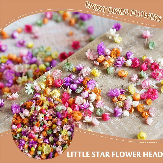 Real Dried Flowers Set Art Craft Epoxy Resin Candle Glass Making Jewelry G7D4
