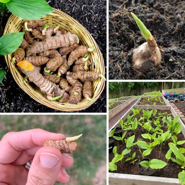 50+ Fresh Sprouted Ceylon Turmeric Live Rhizomes Ready Plant Curcuma Longa Roots