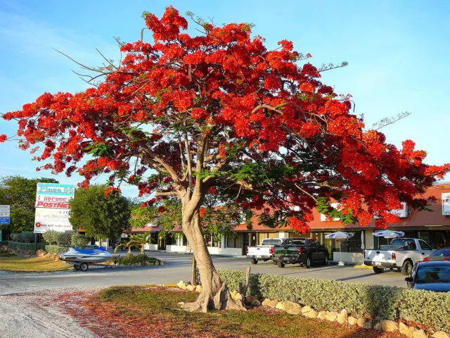 Delonix regia | Royal Poinciana | Flamboyant Flame Tree | Gulmohar | 5_Semillas 2