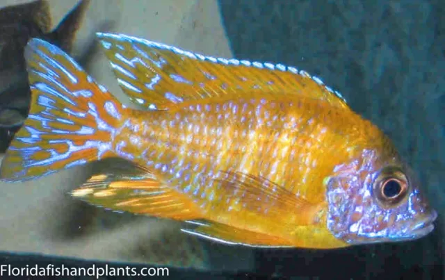 Maleri Island Peacock "Chidunga" Aulonocara African Cichlid, Guaranteed